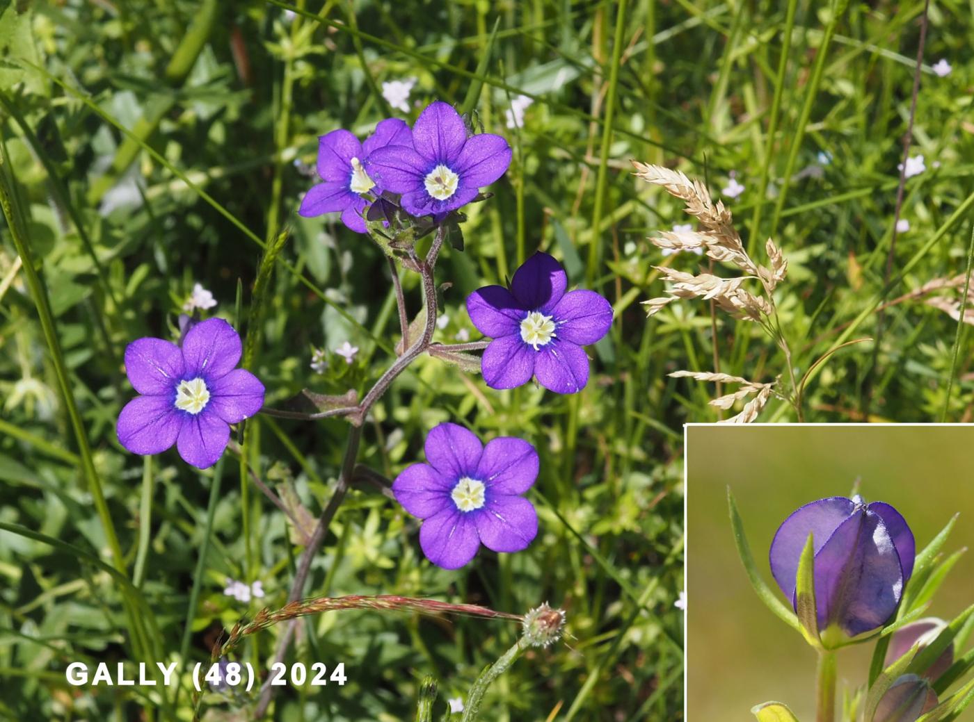 Venus looking-glass, Large flower